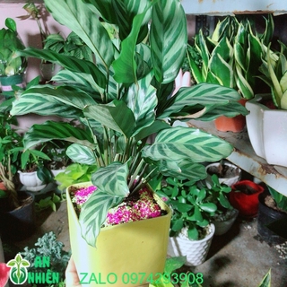 Chậu Cây Đuôi Công Xanh