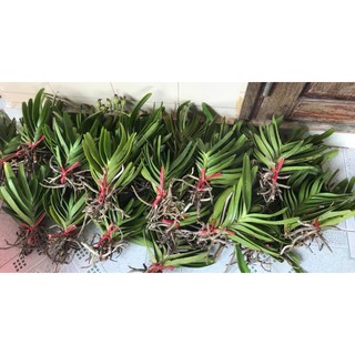 lan Bạch Nhạn bó 35k 3 cây