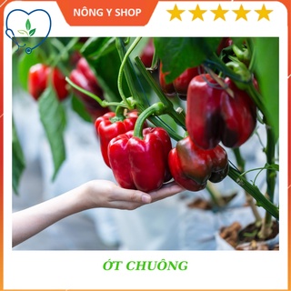 Hạt giống ớt chuông sai trái rạng đông - rado 352-0.5g