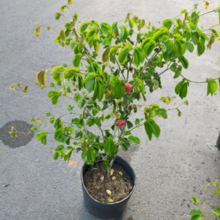 Cây 🌲 Kiều Hùng ( đỏ)