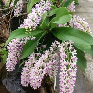 Nghinh xuân rừng lá mít xếp đẹp.