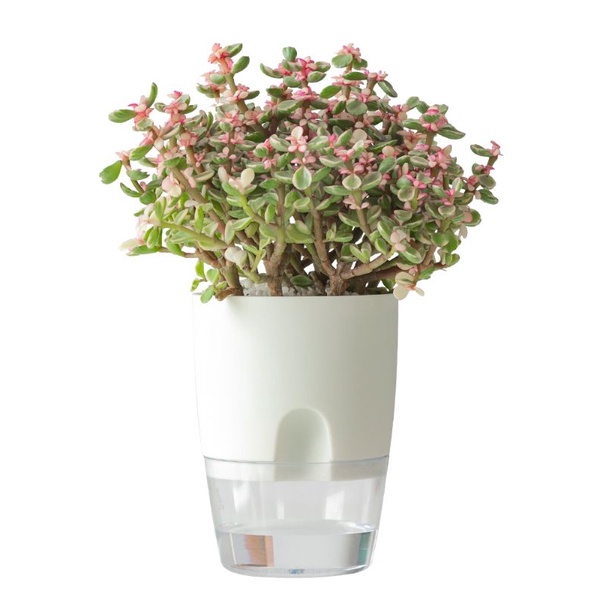 Chậu cây tự dưỡng OLiz Trắng để bàn Chậu cây mini tiểu cảnh trang trí văn phòng bàn làm việc