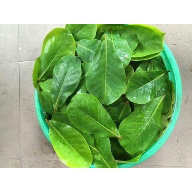 1kg Lá Bàng Tươi Hà Nội
