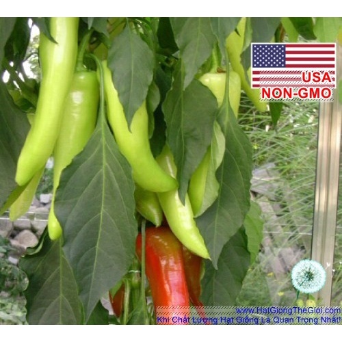 Hạt Giống Ớt Sừng Vàng Banana Cao Sản [15 Hạt]