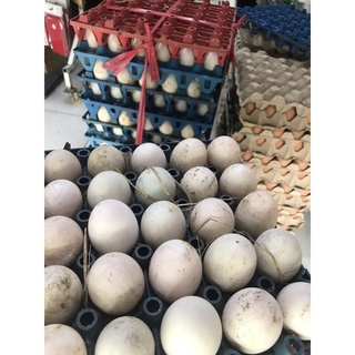 Trứng gà , vịt sạch cỡ To vỉ 10 trứng