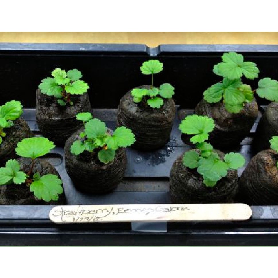 Bộ 20 viên nén sơ dừa ươm hạt giống - giâm cành KNS2