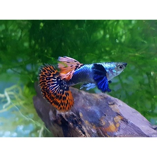 Cám cá guppy Dumbo Mosiac + Tặng thùng xốp 30x20x10 chống thấm