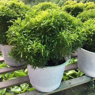 Cây đinh lăng lá kim- Trang trí sân vườn- Decor-Phong thuỷ-Cây hoa kiểng Đồng Tháp