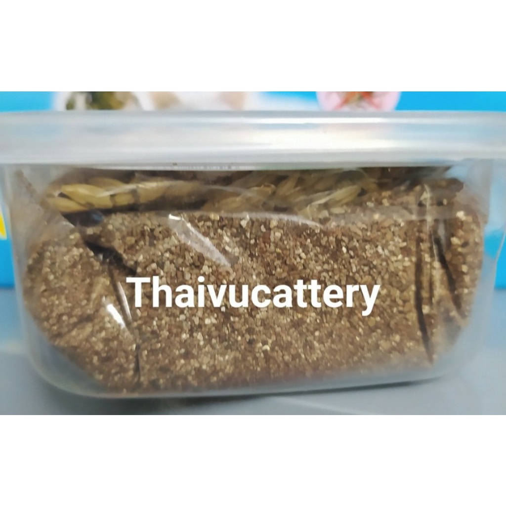 Cỏ Mèo bạc hà Catnip cỏ thơm cho mèo 45m giúp mèo thư giãn trộn thức ăn tiêu búi lông-Thaivucattery