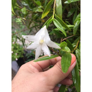 Lan bạch câu