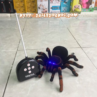 Nhện đá Nam Phi điều khiển từ xa có thể xoay 360 độ