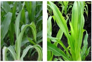 Thuốc trừ bệnh PHYTOCIDE 50WP 15g