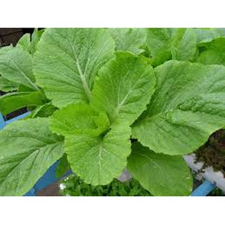 Hạt giống cải mơ lùn(20g)