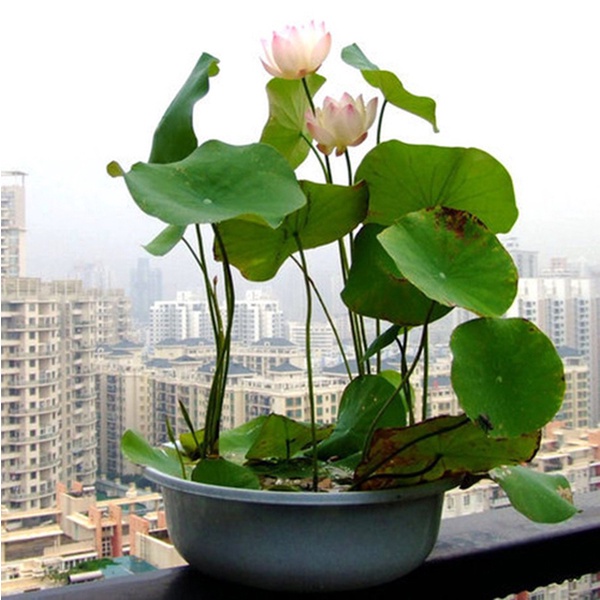 Hạt Giống Hoa Sen Mini Nhật Bản - 10 Màu Siêu dễ trồng - Dễ chăm sóc