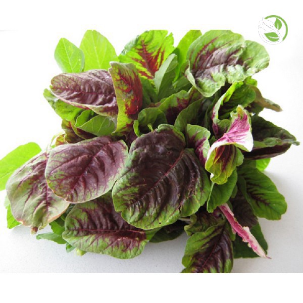 Hạt Giống Rau Dền Tía  PN 600 Phú Nông - Gói 20g - 50g - Amaranth Red & Green Leaves