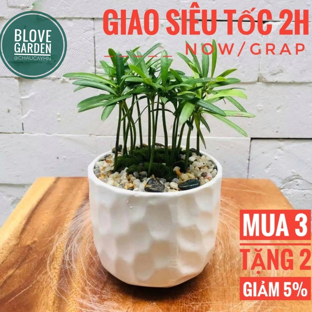 Chậu sứ Bát Tràng Hình mắt na  trồng cây Để Bàn, Cây Nội Thất, Sen Đá, Xương rồng, Cây Bon sai cực kỳ đáng yêu