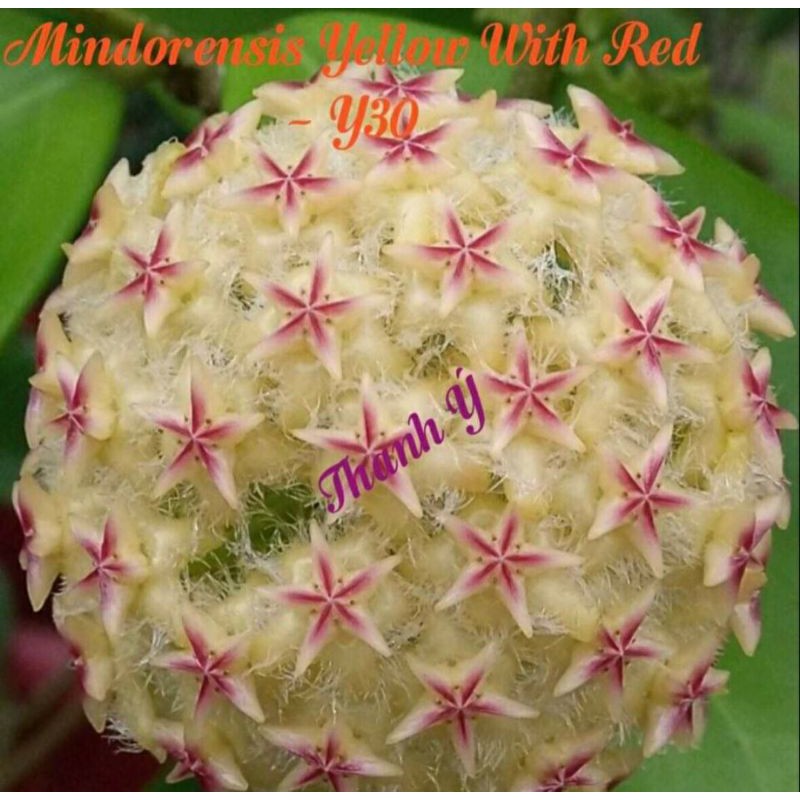 Cẩm cù Mindorensis Yellow With Red - số 30