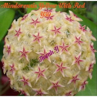 Cẩm cù Mindorensis Yellow With Red - số 30
