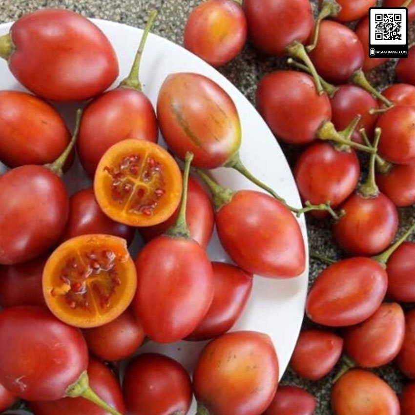 Hạt giống cà chua thân gỗ (cà chua Tamarillo) - Gói 4 hạt