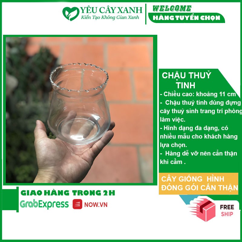 Chậu Thủy Tinh trồng Cây Thuỷ Sinh
