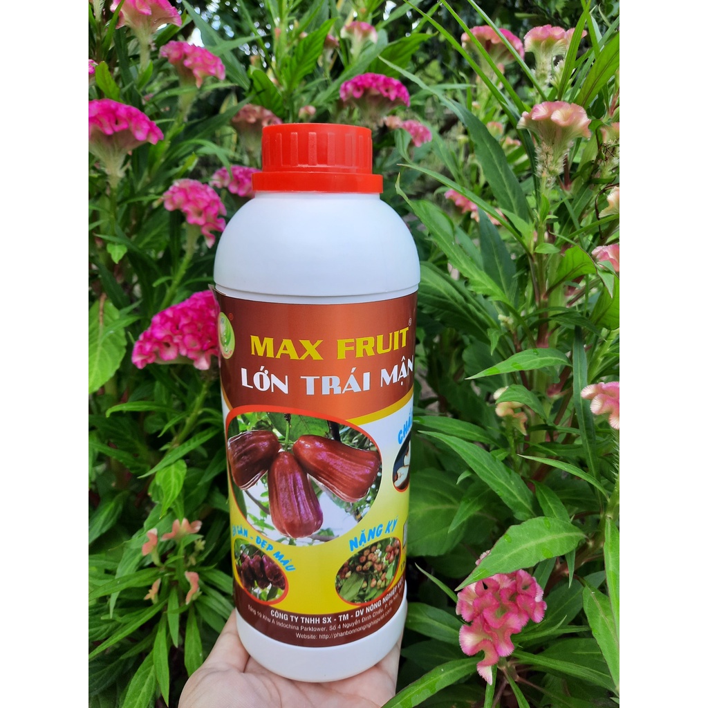 Phân Bón Lớn Trái Mận Max Fruit Chai 1 Lít - Trái Nặng Cân, Đẹp Màu, Chắc Ruột