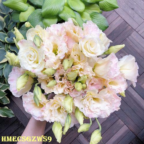 Hạt giống hoa cát tường cánh kép bốn mùa dễ trồng 50h