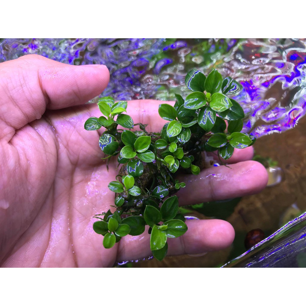 Sản Phẩm Dung Dịch T-Doctor