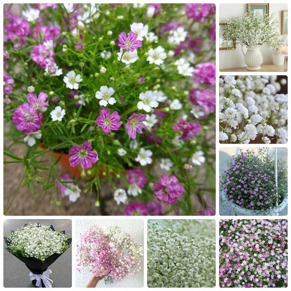 Hạt giống hoa Baby nhiều màu dễ trồng Gypsophila paniculata seeds