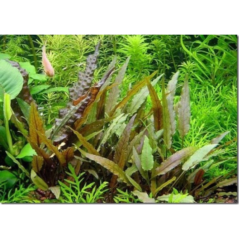 Cây thuỷ sinh tiêu thảo tím rộp combo 5️⃣0️⃣ k / 6 cây : siêu khoẻ không cần đất nền và co2