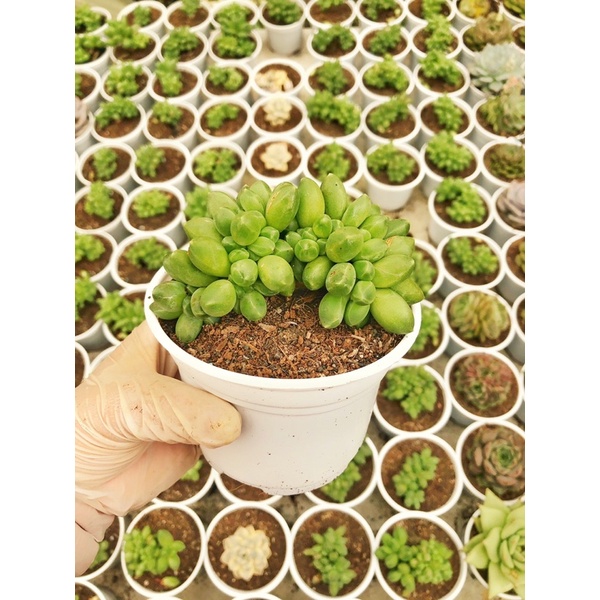 siêu giảm giá sen thụ Crest kim cương xanh hàng đẹp sưu tầm