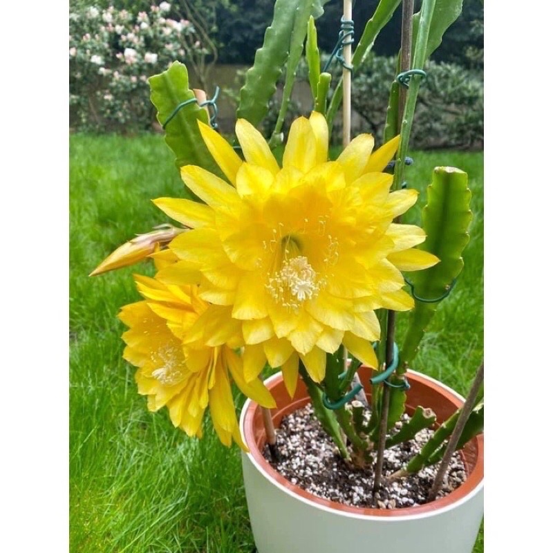 Hoa đại Nhật Quỳnh