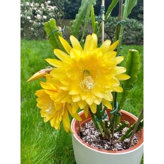 Hoa đại Nhật Quỳnh(1 lá)