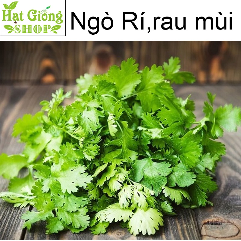 Hạt giống Ngò Rí,Rau Mùi ( gói 100 hạt)