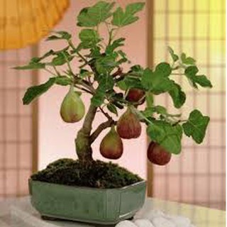 Hạt giống sung mỹ nhập khẩu