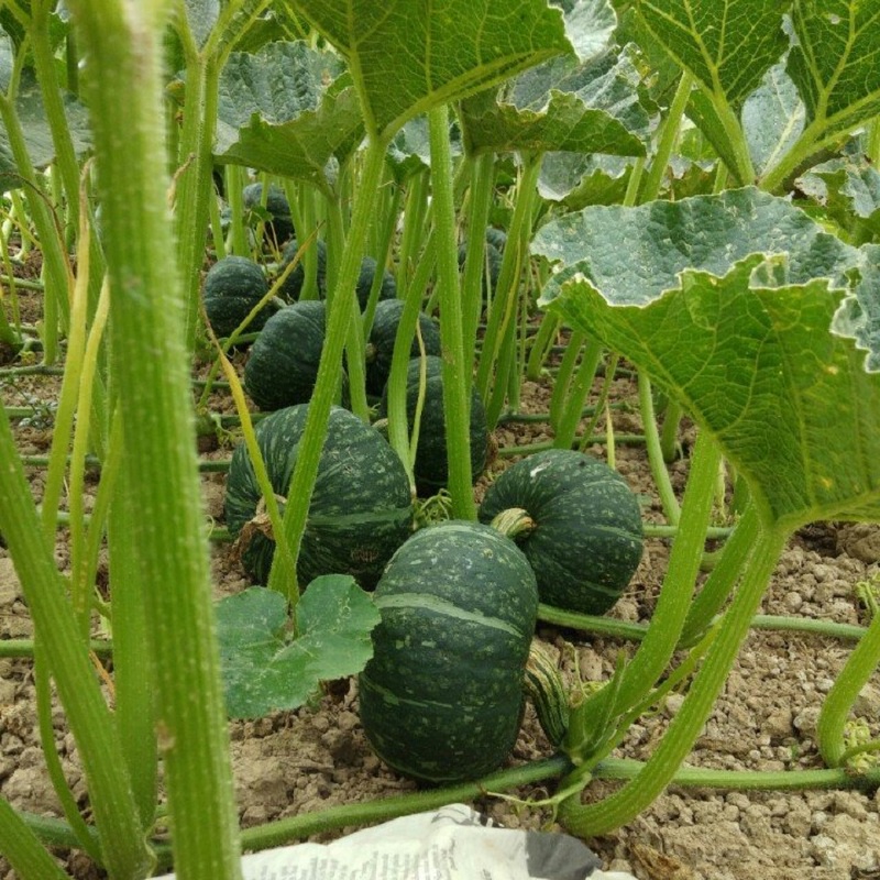 10 Hạt Giống Bí Ngô Da Xanh Siêu Quả  Nhật Bản