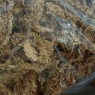 Dớn Chile trồng Lan 100g