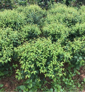 Cây nhất chi mai(mai trắng)
