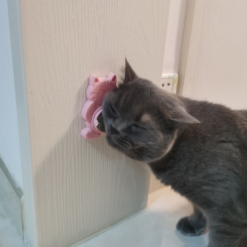 Cỏ mèo dán tường ☘️ Catnip giảm stress, hỗ trợ tiêu búi lông &amp; tiêu hoá cho mèo