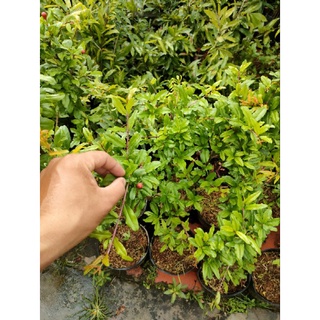 Chậu lựu giống ấn độ ( cây chiếc cành cao trên 50cm )