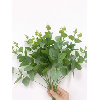 Lá táo cụm 16 nhánh