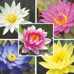 Hạt giống Súng Thái Lan Mix 5 hạt 5 màu