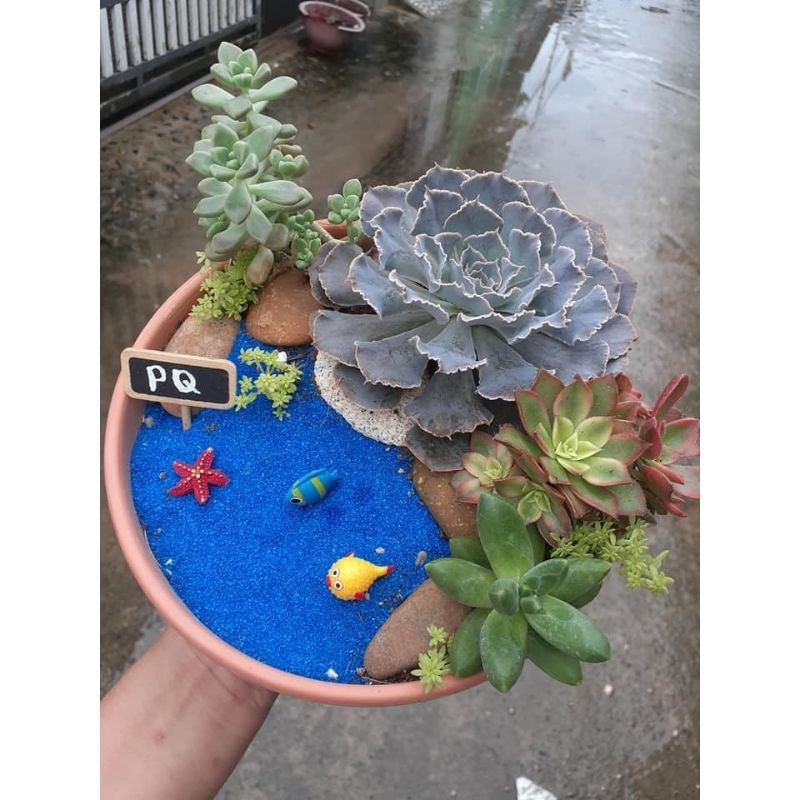 Cát màu trang trí tiểu cảnh sen đá, xương rồng, cẩm nhung, chậu cây mini, terrarium, hồ cá - Nhiều màu