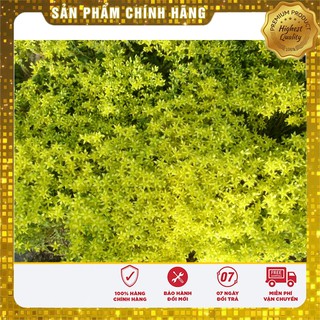 HẠT GIỐNG HOA CÚC SAO BĂNG (TARGETES ) 100 HẠT