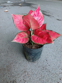 Vạn Lộc Đỏ
