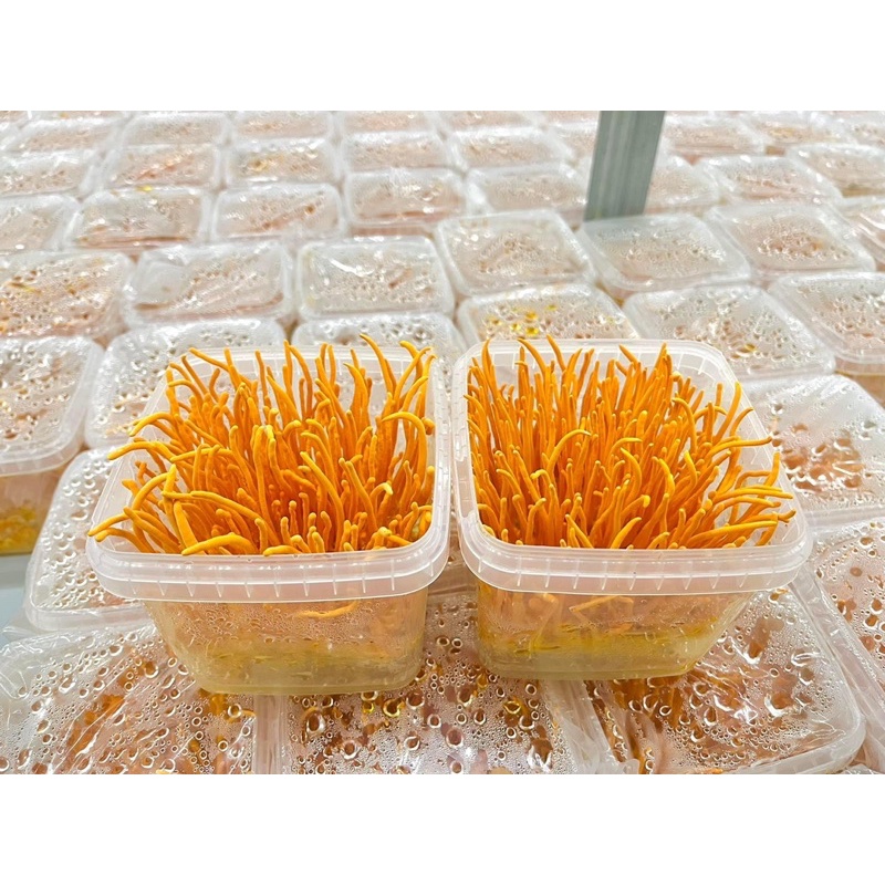 Đông Trùng Hạ Thảo Tươi hũ 200gr ( mua 3 tặng 1)