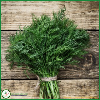 Hạt giống Thì Là tứ quý TN 18 - 10g