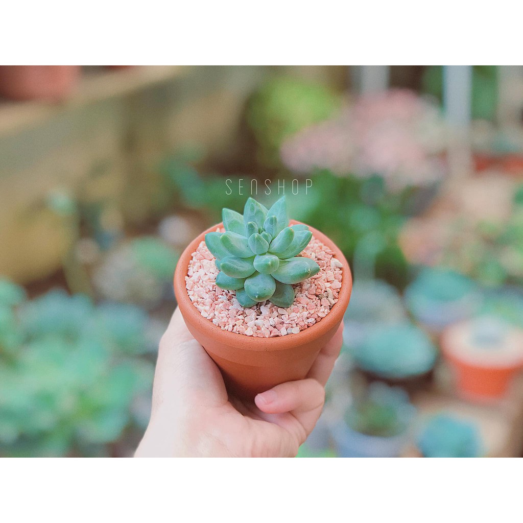 Chậu đất nung 9 cm