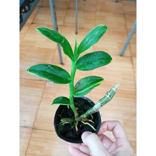 trầm tím đột biến lá biên hoa siêu thơm