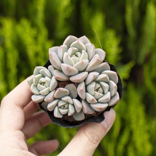 Sen đá hồng dâu 5-7cm - Vườn sen đá