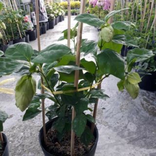 Cây 🌲 Huyền Chân Công chúa đang hoa